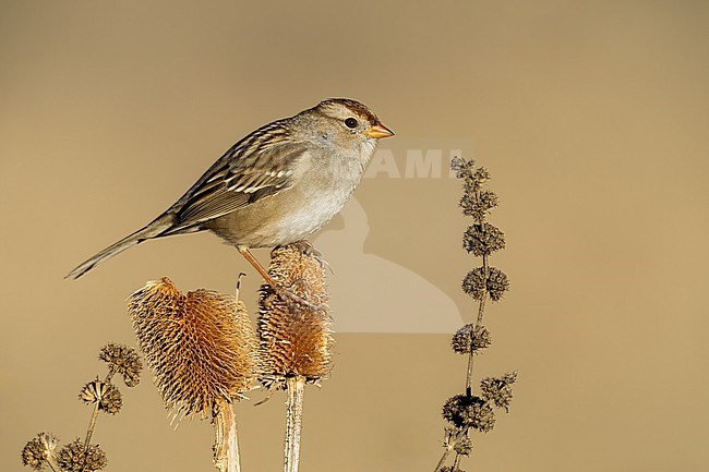 Immature
Santa Barbara Co., CA
November 2022 stock-image by Agami/Brian E Small,