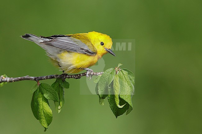 Adult male Prothonotary Warbler (Protonotaria citrea)
Galveston Co., Texas stock-image by Agami/Brian E Small,