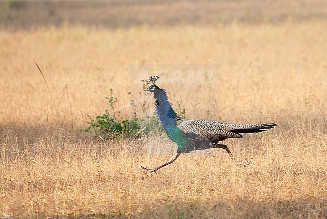 Running male Indian peafowl (Pavo cristatus),  also known as the common peafowl, and blue peafowl. stock-image by Agami/Marc Guyt,