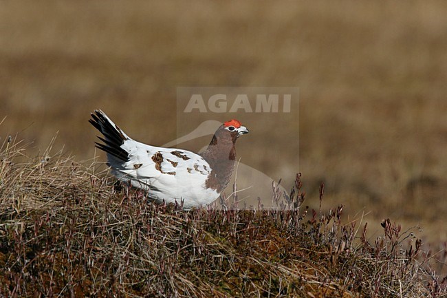 Moerassneeuwhoen ruiend naar zomerkleed; Willow Ptarmigan moulting to summer plumage stock-image by Agami/Chris van Rijswijk,