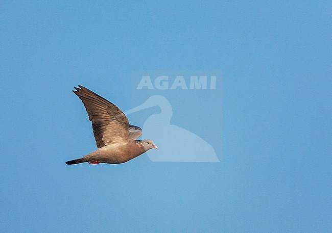 Flying Stock Dove (Columba oenas) in the Netherlands. stock-image by Agami/Marc Guyt,
