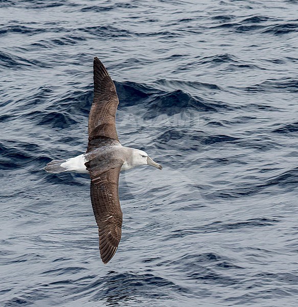 Tasmanian Shy Albatross (Thalassarche cauta) off Australia. Presumed second cycle. stock-image by Agami/Steve Howell,