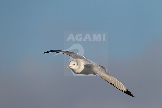 Onvolwassen Drieteenmeeuw in vlucht, Black-legged Kittiwake immature in flight stock-image by Agami/Roy de Haas,