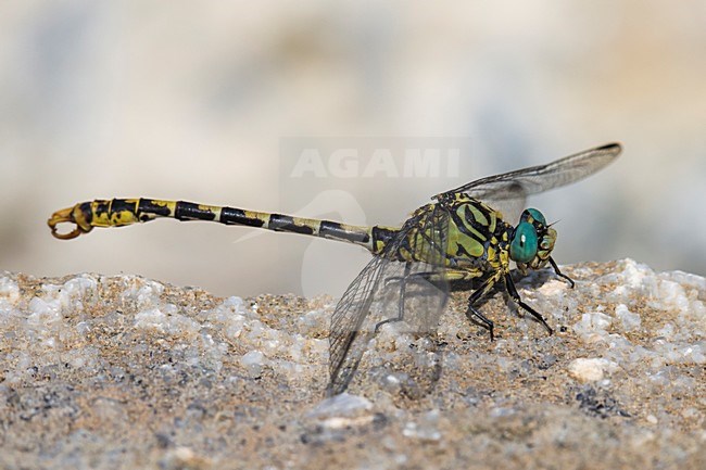 Kleine Tanglibel, Small Pincertail stock-image by Agami/Daniele Occhiato,