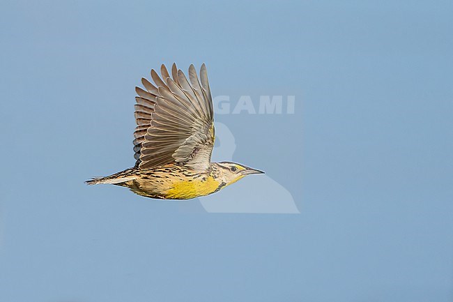 Adult 
Galveston Co., TX
April 2022 stock-image by Agami/Brian E Small,