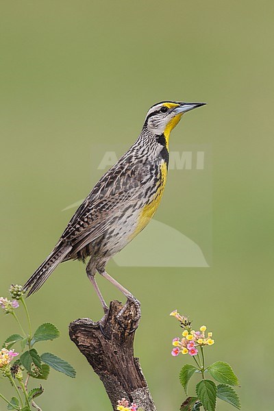 Adult breeding
Galveston Co., TX
April 2013 stock-image by Agami/Brian E Small,