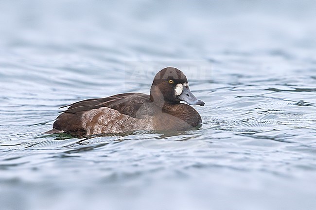 Vrouwtje Topper, Greater Scaup female stock-image by Agami/Daniele Occhiato,