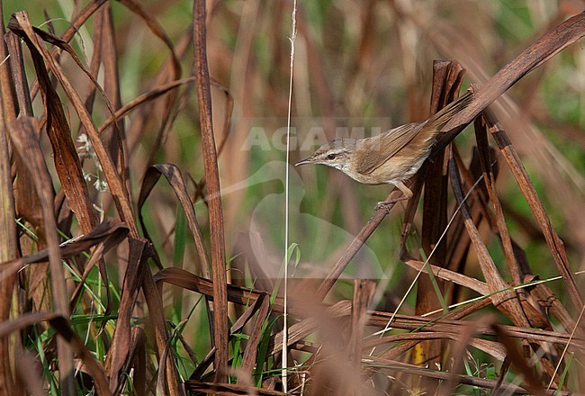 First-winter Paddyfield Warbler (Acrocephalus agricola) perched in a reed bed during autumn migration in the Shetland Islands, Scotland. stock-image by Agami/Hugh Harrop,