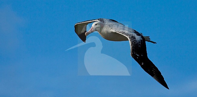 Grote Albatros vliegend; Snowy (Wandering) Albatross flying stock-image by Agami/Marc Guyt,