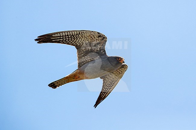 A second calendar year male Red-footed Falcon (Falco vespertinus) in flight. Red-footed Falcons are regulary found in Germany on their migration at the end of May and beginning of June. Second year birds often stay for weeks. stock-image by Agami/Mathias Putze,