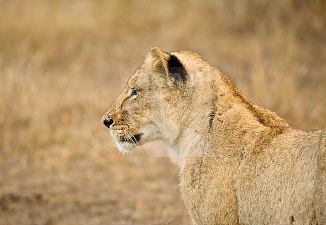 Jonge Afrikaanse Leeuw; Young African Lion stock-image by Agami/Marc Guyt,