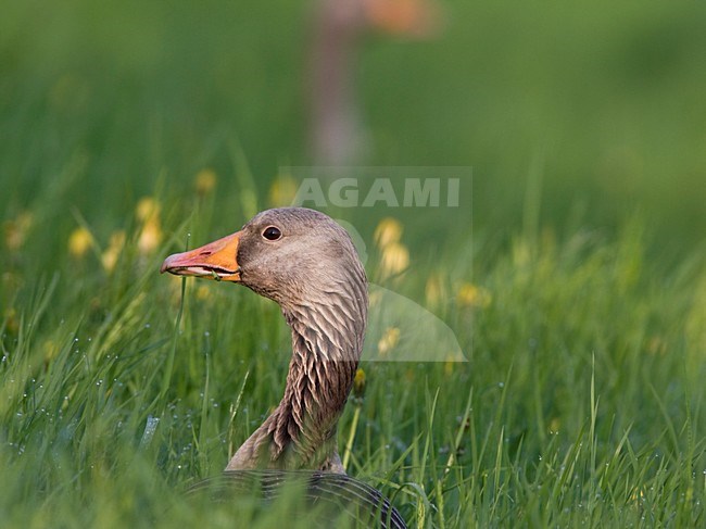 Grauwe Gans in hoog gras Nederland, Greylag Goose in tall grass Netherlands stock-image by Agami/Wil Leurs,