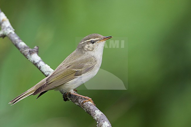 Arctic Warbler, Noordse Boszanger stock-image by Agami/Ralph Martin,