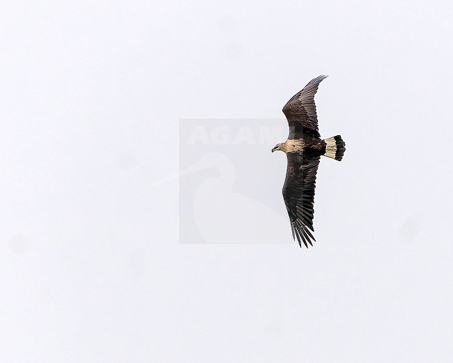 Adult Pallas's fish eagle (Haliaeetus leucoryphus) in Northeast India. stock-image by Agami/Dani Lopez-Velasco,