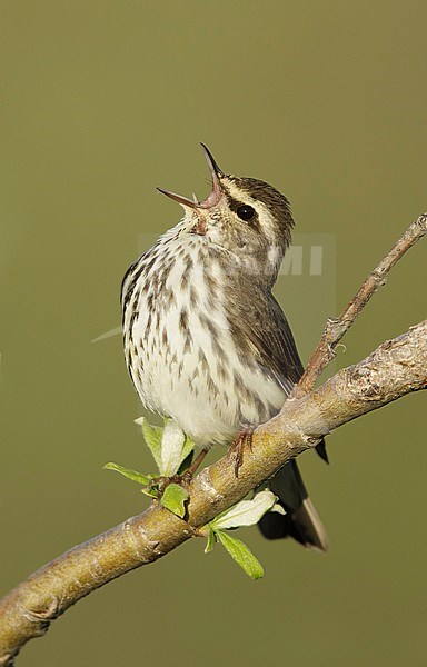 Adult Northern Waterthrush (Parkesia noveboracensis) singing from a small bush on the tundra on Seward Peninsula, Alaska, USA in June. stock-image by Agami/Brian E Small,