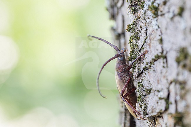 Aegosoma scabricorne - Körnerbock, Germany (Baden-Württemberg), imago, male stock-image by Agami/Ralph Martin,