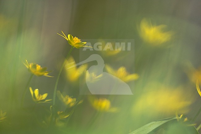 Close-up van bloeiend Speenkruid, Close up of flowering Lesser Celandine stock-image by Agami/Wil Leurs,