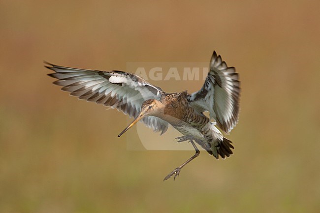 Landende Grutto; Black-tailed Godwit landing stock-image by Agami/Arie Ouwerkerk,