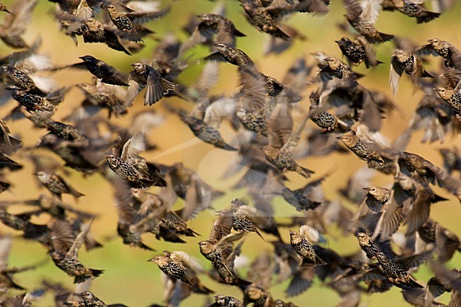 Groep Spreeuwen in de vlucht; Groep of Common Starlings in flight stock-image by Agami/Daniele Occhiato,