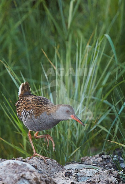 Foeragerende Waterral, Water Rail foraging stock-image by Agami/Markus Varesvuo,