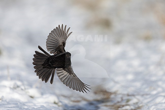 First-winter male Common Blackbird (Turdus merula) landing in snow at Rudersdal, Denmark stock-image by Agami/Helge Sorensen,