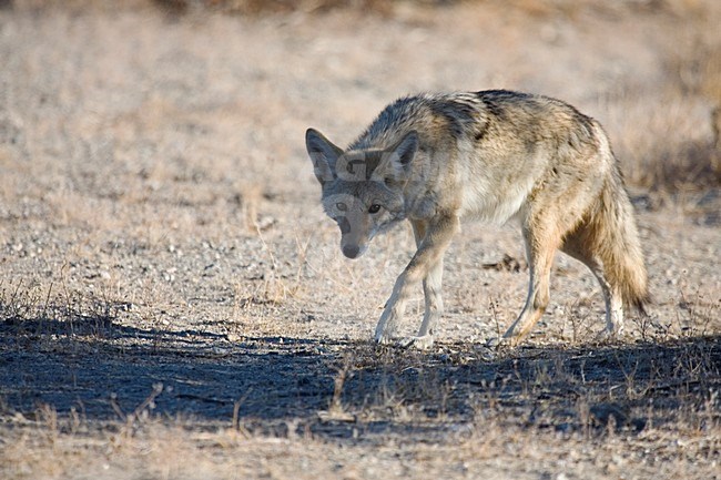 Prairie wolf in Joshua Tree NP USA, Coyote at Joshua Tree NP USA stock-image by Agami/Martijn Verdoes,