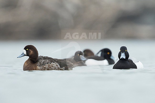 Greater Scaup - Bergente - Aythya marila ssp. marila, Austria, adult male, 2nd cy female stock-image by Agami/Ralph Martin,