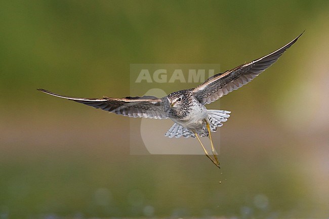 Bosruiter; Wood Sandpiper; Tringa glareola stock-image by Agami/Daniele Occhiato,