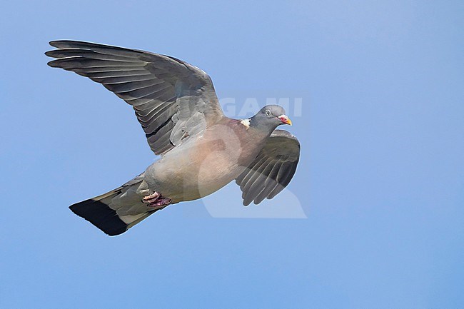 Common wood pigeon, Columba palumbus, in Italy. stock-image by Agami/Daniele Occhiato,