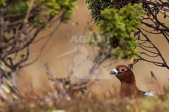 Adult male Willow Grouse (Lagopus lagopus koreni) in the Ural mountains of Russia. Bird in summer plumage walking on russian moorland. stock-image by Agami/Ralph Martin,