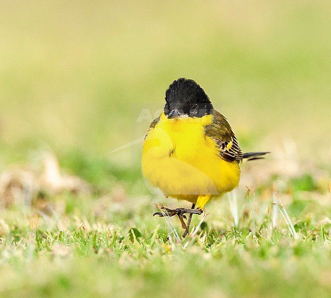 Black-headed Wagtail (Motacilla feldegg) during spring migration in Israel. stock-image by Agami/Marc Guyt,