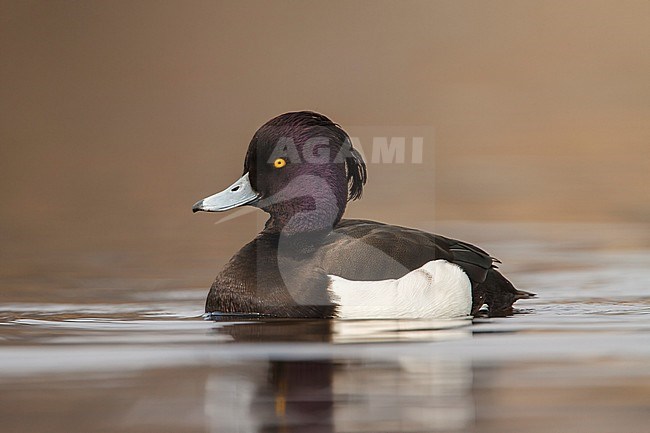 kuifeend; Tufted duck; stock-image by Agami/Walter Soestbergen,