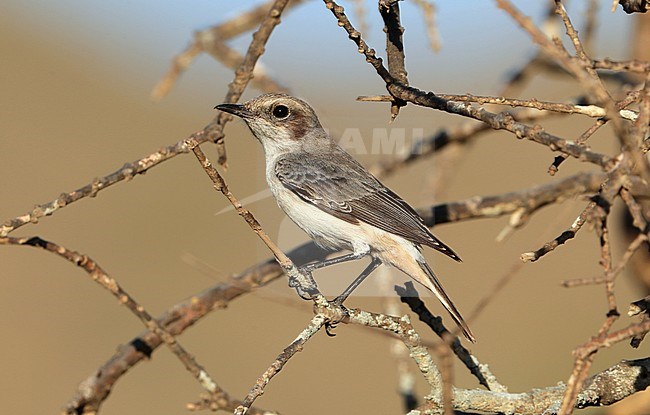 Female Arabian Wheatear (Oenanthe lugentoides) in Wadi Fizayat in Oman. Sitting in a low tree. stock-image by Agami/Aurélien Audevard,