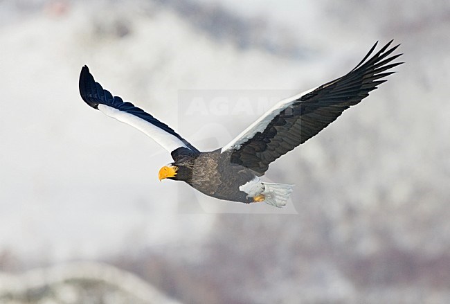 Stellers Sea-eagle, Steller-zeearend stock-image by Agami/Marc Guyt,