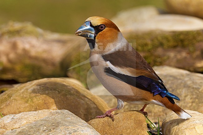 Volwassen Appelvink; Adult Hawfinch stock-image by Agami/Daniele Occhiato,