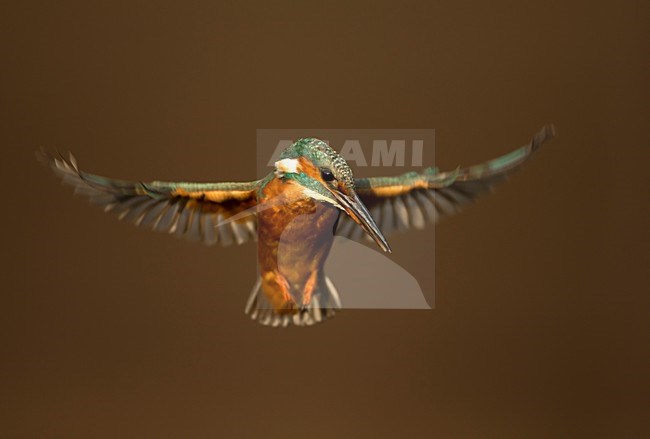 Biddende IJsvogel; Common Kingfisher hovering for fish stock-image by Agami/Danny Green,