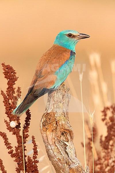 European Roller (Coracias garrulus), side view of an adult female perched on a dead trunk, Campania, Italy stock-image by Agami/Saverio Gatto,