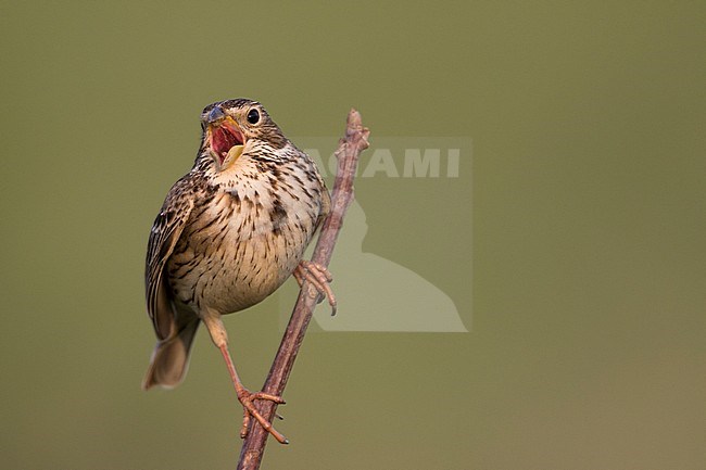 Corn Bunting - Grauammer - Miliaria calandra ssp. calandra, Hungary, adult stock-image by Agami/Ralph Martin,