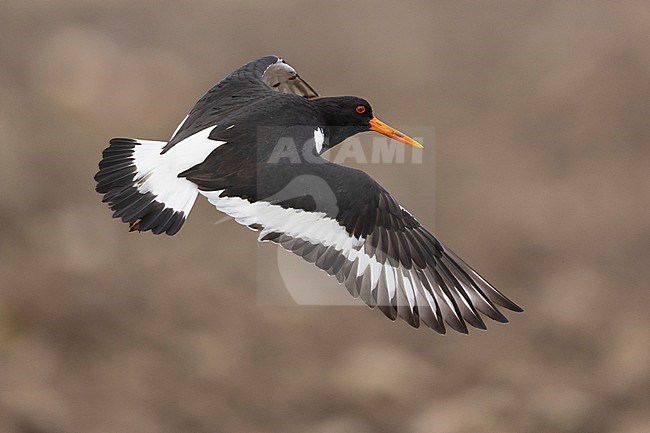 Eurasian Oystercatcher (Haematopus ostralegus), side view of an adult in flight, Southern Region, Iceland stock-image by Agami/Saverio Gatto,