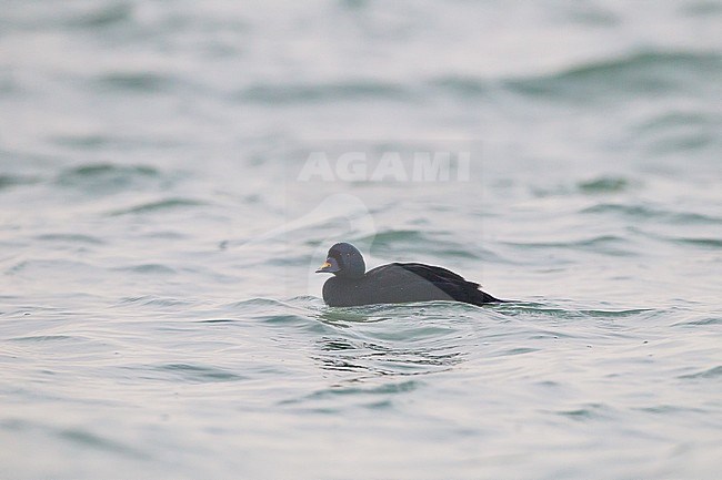 Common Scoter, Melanitta nigra adult male swimming in waves seen from side. stock-image by Agami/Menno van Duijn,