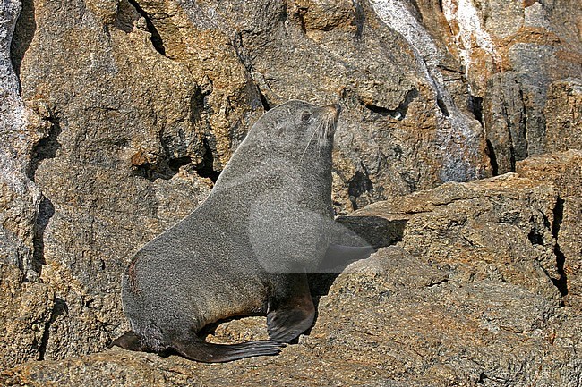 New Zealand fur seal (Arctocephalus forsteri) stock-image by Agami/Pete Morris,