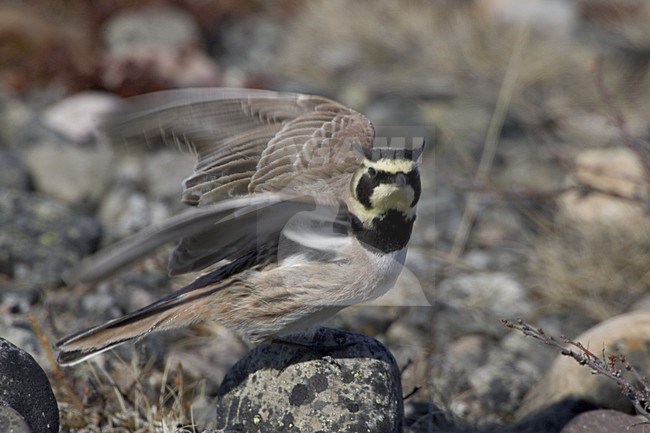 Strandleeuwerik baltsend; Horned Lark displaying stock-image by Agami/Daniele Occhiato,