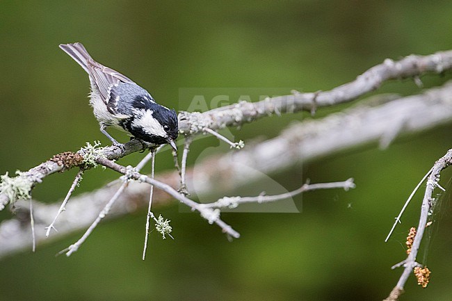 Coal Tit - Tannenmeise - Periparus ater ater, Russia (Baikal), adult stock-image by Agami/Ralph Martin,