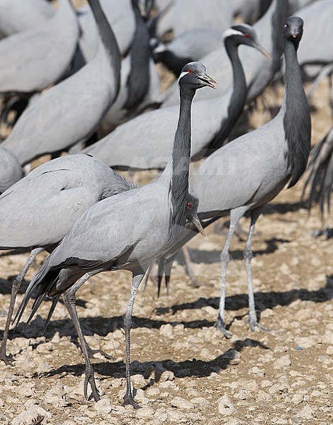 Jufferkraan; Demoiselle Crane (Anthropoides virgo) stock-image by Agami/James Eaton,