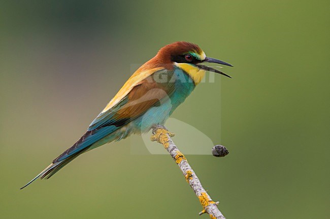 Bijeneter brakend, European Bee-eater throwing up stock-image by Agami/Daniele Occhiato,