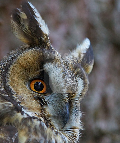Ransuil, Long-eared Owl stock-image by Agami/Markus Varesvuo,