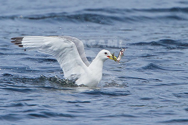 Black-legged Kittiwake (Rissa tridactyla) flying along the coastline of Newfoundland, Canada. stock-image by Agami/Glenn Bartley,