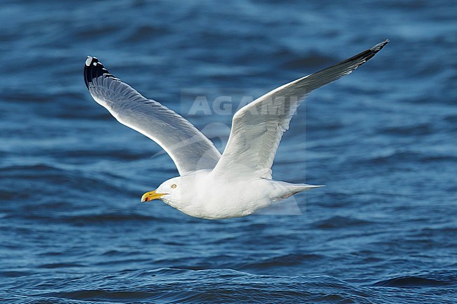 Adult American Herring Gull (Larus smithsonianus) in flight
Ocean Co., N.J.
March 2017 stock-image by Agami/Brian E Small,