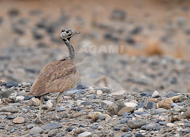 Rüppell's Korhaan (Eupodotis rueppellii), also known as Rüppell's bustard, in Namibia. stock-image by Agami/Laurens Steijn,