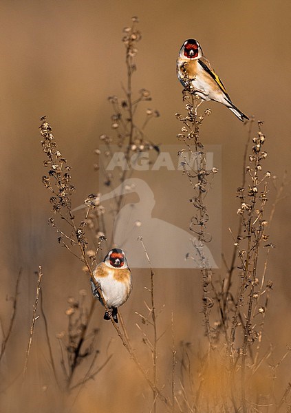 Eurasian Goldfinch (Carduelis carduelis) in Italy. stock-image by Agami/Daniele Occhiato,